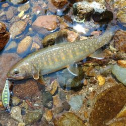 尺イワナ３本 ～九頭竜川水系～